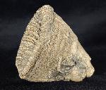 Aulosmilia archiaci (FROMENTEL 1862) - Bild © FossNet FossilienStore